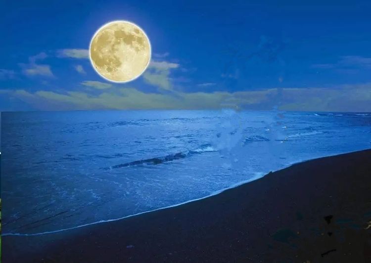 海月亮
